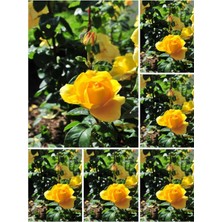 Hakay Serada Decor & Plant Landora Gül Sarı Renkli, 30-60 Cm, 1 Adet Saksılı Aşılı Gül Fidanı