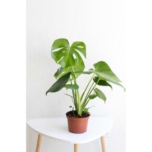 Hakay Videolu Deve Tabanı Geniş Yapraklı 1 Adet Saksılı 40-60CM Iç Mekan Bitkisi Monstera Deliciosa