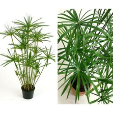 Hakay Nura Botanik Japon Şemsiyesi Çiçeği, Cyperus Alternifolius Saksılı, 50-70 cm