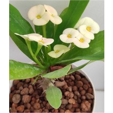 Hakay Nura Botanik Beyaz Milli Dikenler Tacı, 1 Adet Saksılı, 15-40 Cm, Euphorbia Salon Bitkisi