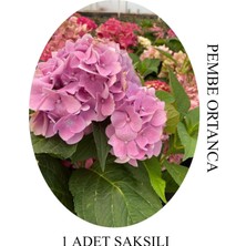Hakay Nura Botanik Pembe Ortanca Çiçeği, 1 Adet, Saksılı, 20-30CM, Çiçekli Bitki