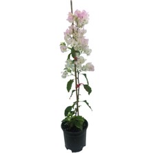 Hakay Gardenbox Begonvil Sarmaşığı, Beyaz, 50-80 Cm, Bougainvillea