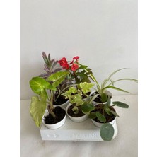 Hakay Nura Botanik 6'lı Bitki Seti, Melek Kanadı, Aşkın Göz Yaşı, Hedera, Kırmızı Milli Dikenler Tacı, Pilea, Kurdele