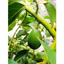 Anadolu Selçuklu Plastik Avokado Meyvesi 1kg Doğal ve Kimyasız