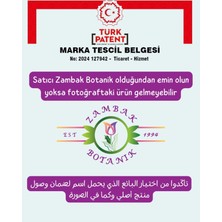 Hakay Katmerli Kokulu Ful Yasemini (Jasminum Sambac, Şam Fulu)