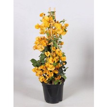 Hakay Nura Botanik Sarı Begonvil, 40-60 Cm, 1 Adet Saksılı Çiçekli Iç/dış Mekan Bitkisi