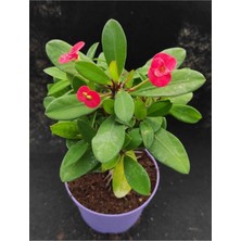 Hakay Nura Botanik Kırmızı Dikenler Tacı, 25-55 Cm, Saksılı Euphorbia
