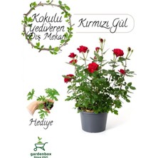 Hakay Nura Botanik Kırmızı Yediveren Gül Fidanı 30-50 Cm, Itır Çiçeği Hediyeli