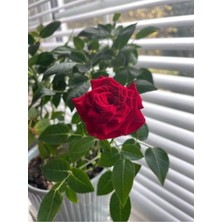 Hakay Avantajlı Videolu Isparta Meyland Kırmızı Kokulu Yediveren (10-15 Cm)/tüplü Aşılı Gül Red Rose