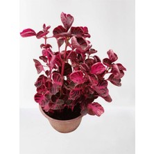 Hakay Nura Botanik Iresine Herbstii Çingene Şalvarı Çiçeği, Yaprak Güzeli, Iç Mekan Bitkisi, Kırmızı, 12 cm Saksı