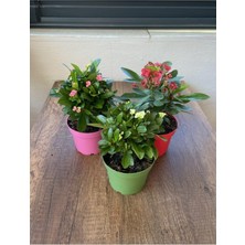 Hakay Euphorbia Milii 3'lü Dikenler Tacı Set, BTSR196