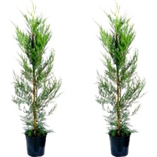 Hakay Nura Botanik Leylandi Çit Bitkisi, 2 Adet Saksılı, 20-40 Cm, Cupressocyparis Leylandii