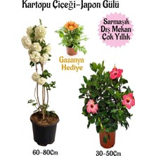 Hakay Nura Botanik Kartopu Çiçeği, Pembe Japon Gülü, Sarı Gazanya Saksılı Bahçe Seti, 3'lü Kombo