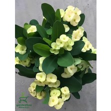 Hakay Nura Botanik Sarı Dikenler Tacı Kaktüsü, 15-25 Cm, Euphorbia Milii, 1 Adet