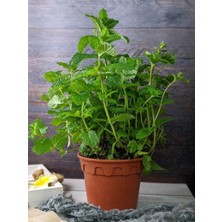 Hakay Gardenbox Nane Fidanı, 10-30 Cm, 1 Adet Saksılı Balkon Mutfak Bitkisi