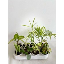 Hakay Serada Decor & Plant 8'li Mini Bitki Seti, Melek Kanadı, Aloe Vera, Pilea, Kurdele Bitkisi, Hedera, Japon Şemsiyesi, Areka, Yeşim
