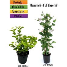 Hakay Kokulu Ful Yasemin+ Yoğun Kokulu Hanımeli Çiçeği Fidanı 2'li Bahçe Peyzaj Seti, BTS0001NA2303