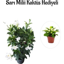 Hakay Kokulu Beyaz Mandevilla Sarmaşığı Sevgililer Gününe Özel Sarı Milli Kaktüs Hediyeli, BTS001NA0134