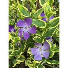Hakay Mor Renk Cezayir Menekşesi Saksılı Vinca Minor Atropurpurea