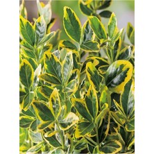 Hakay Videolu 1 Adet Alacalı Taflan Çiçeği Fidanı 40-60CM Saksılı (Spirea)