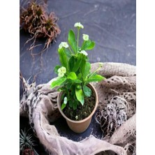 Hakay Gardenbox Euphorbia Sarı Çiçekli Mini Saksıda 5-10 cm Iç/dış Mekan Bitkisi
