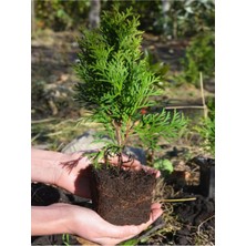 Hakay Serada Decor & Plant Cupressus Leylandii Leylandi Çam Ağacı Fidanı, 40 Adet, 10-30CM, Dış Mekan Çit Bitkisi