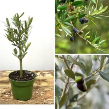 Hakay Nura Botanik Bonsai Zeytin Fidanı, 20-30 Cm, Tüplü, Çiçekli Bodur Bitkiler