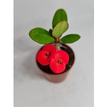 Hakay Nura Botanik Euphorbia, Iri Kırmızı Çiçek Açan, 5-7 Cm, Saksılı