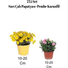 Hakay Bitkim Sende 2'li Set Sarı Çalı Papatyası + Pembe Karanfil Çiçeği Dış Mekan Bitkisi, 10-20 cm