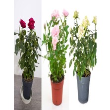 Hakay Gardenbox Beyaz Pembe Sarı Narçiçeği Gül Fidanı, 30-60 Cm, 3 Adet Saksılı Set