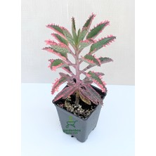 Hakay Bitkim Sende Pembe Aşkın Gözyaşı Çiçeği, Kalanchoe Daigremontiana, 10-15 cm