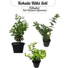 Hakay Gardenbox Saksıda 3'lü Doğal Set Kokulu Filbahri, Ful-Katmerli Ful, Yasemin Çiçeği