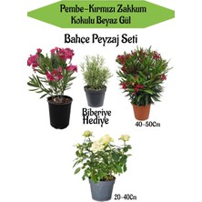 Hakay Serada Decor & Plant Bahçe Seti, Kırmızı-Pembe Zakkum, Beyaz Gül, Biberiye Hediyeli