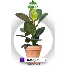 Hakay Gardenbox Salon Bitkileri Kauçuk Çiçeği, Terracotta Saksı, Yeşil