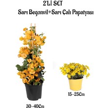 Hakay Gardenbox Sarı Begonvil Çiçeği + Sarı Çalı Papatyası 2'li Set, Dış Mekan Bitkisi
