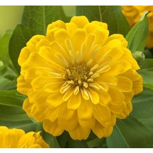 Hakay Megcito Zinnia (Kirli Hanım) Büyük Geniş Çiçekli - Sarı (5 Tohum)