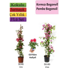 Hakay Çok Avantajlı Kırmızı+ Pembe Begonvil+ Gül Fidanı Hediyeli