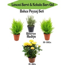 Hakay Nura Botanik Bahçe Seti, 2 Adet Limoni Servi Fidanı, 1 Adet Sarı Gül Fidanı, Hediye Biberiye, Çok Renkli