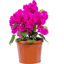 Hakay Nura Botanik Bougainvillea 'vera Deep Purple' Koyu Pembe Bodur Begonvil Bitkisi, 30-40 cm