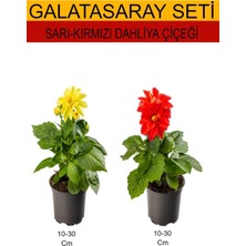 Hakay Serada Decor & Plant 2'li Takım Seti Sarı-Kırmızı Dahliya Çiçeği, 10-30 cm