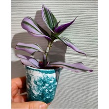 Hakay Gardenbox Telgraf Çiçeği Fidesi, 15-20CM, 1 Adet