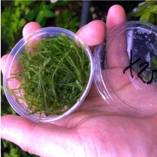 Hakay Spiky Moss Kutu Canlı Bitki