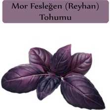 Hakay Zencefil Organik Reyhan Tohumu 1 Paket (3GR=100+ Adet) Mor Reyhan Tohumu Mor Fesleğen Tohumu