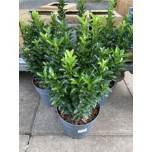 Hakay Serada Decor & Plant Yeşil Formlu 3 Adet Saksılı Çıtır Taflan Çiçeği, 30-40CM