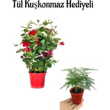 Hakay Kokulu Kırmızı Renk Mandevilla Sarmaşığı Anneler Gününe Özel Tül Kuşkonmaz