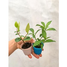 Hakay Gardenbox Melisa Çiçeği ve Arap Yasemin Sarmaşığı, Dış Mekan Kokulu Bitkiler, Çok Renkli