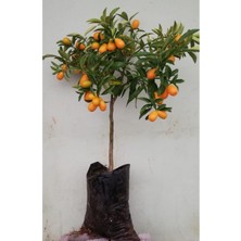 Hakay Nura Botanik Meyveli Kamkat Fidanı, 3,5 Yaş, 50-70 Cm, Bol Meyveli, Tüplü