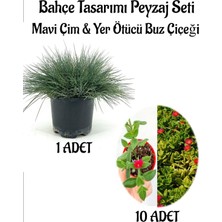 Hakay Nura Botanik Mavi Çim Saksılı 1 Adet + Buz Çiçeği 10 Adet Bahçe Seti, Çok Renkli