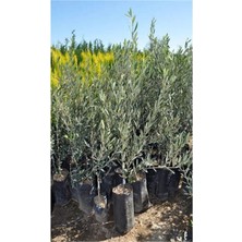 Hakay Gardenbox Gemlik Trilye Bodur Zeytin Fidanı, 6 Adet, 50-70 Cm, Bahçe Bitkisi