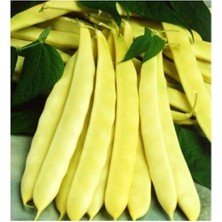 Hakay Özel Fasülye Tohumu 250 gr (650+ Adet) Erva 51 Sarı Fasulye Tohum